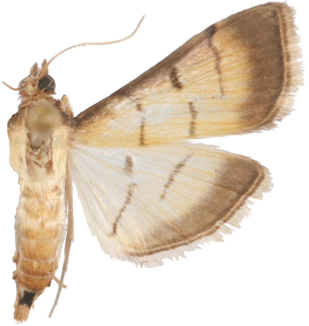Cnaphalocrocis patnalis Bradley