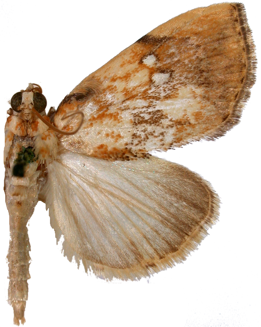 Crocidolomia pavonana Fabricius