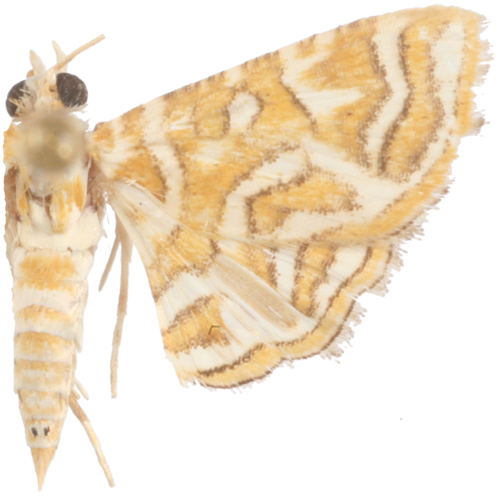 Ambia pedionoma West