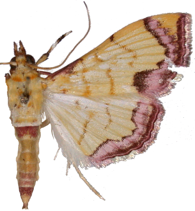 Isocentris phoenicozona Hampson
