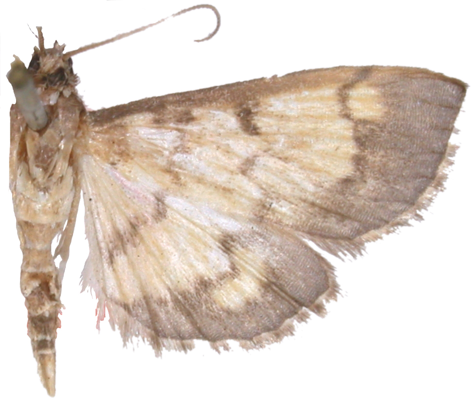 "Goniorhynchus" plumbeizonalis Hampson