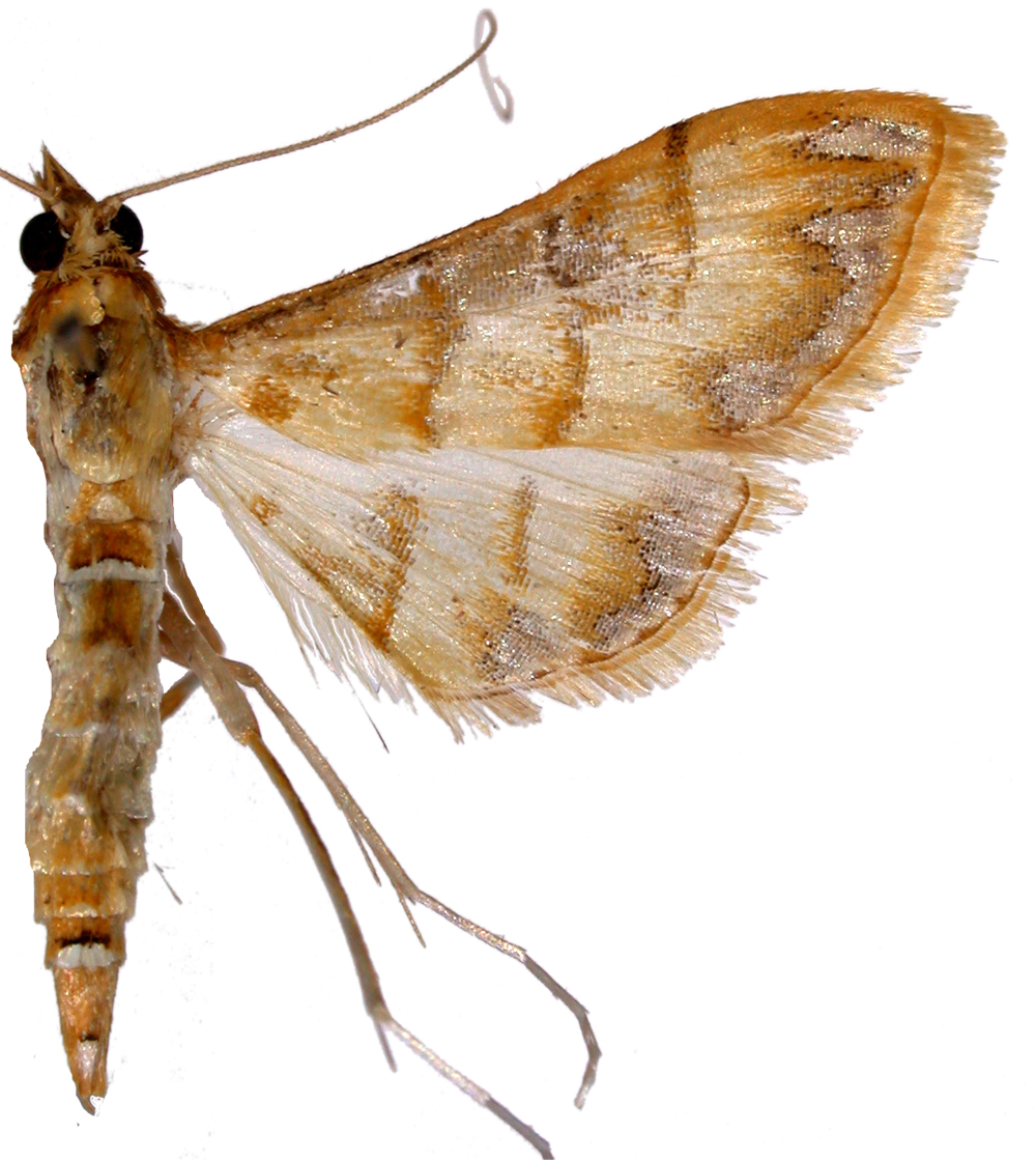 Pagyda poesalis Walker