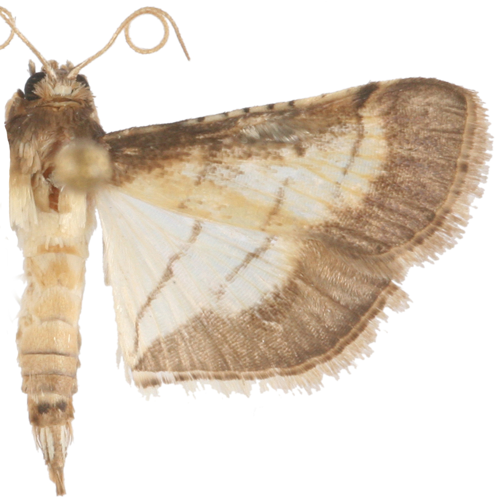 Cnaphalocrocis poeyalis Boisduval