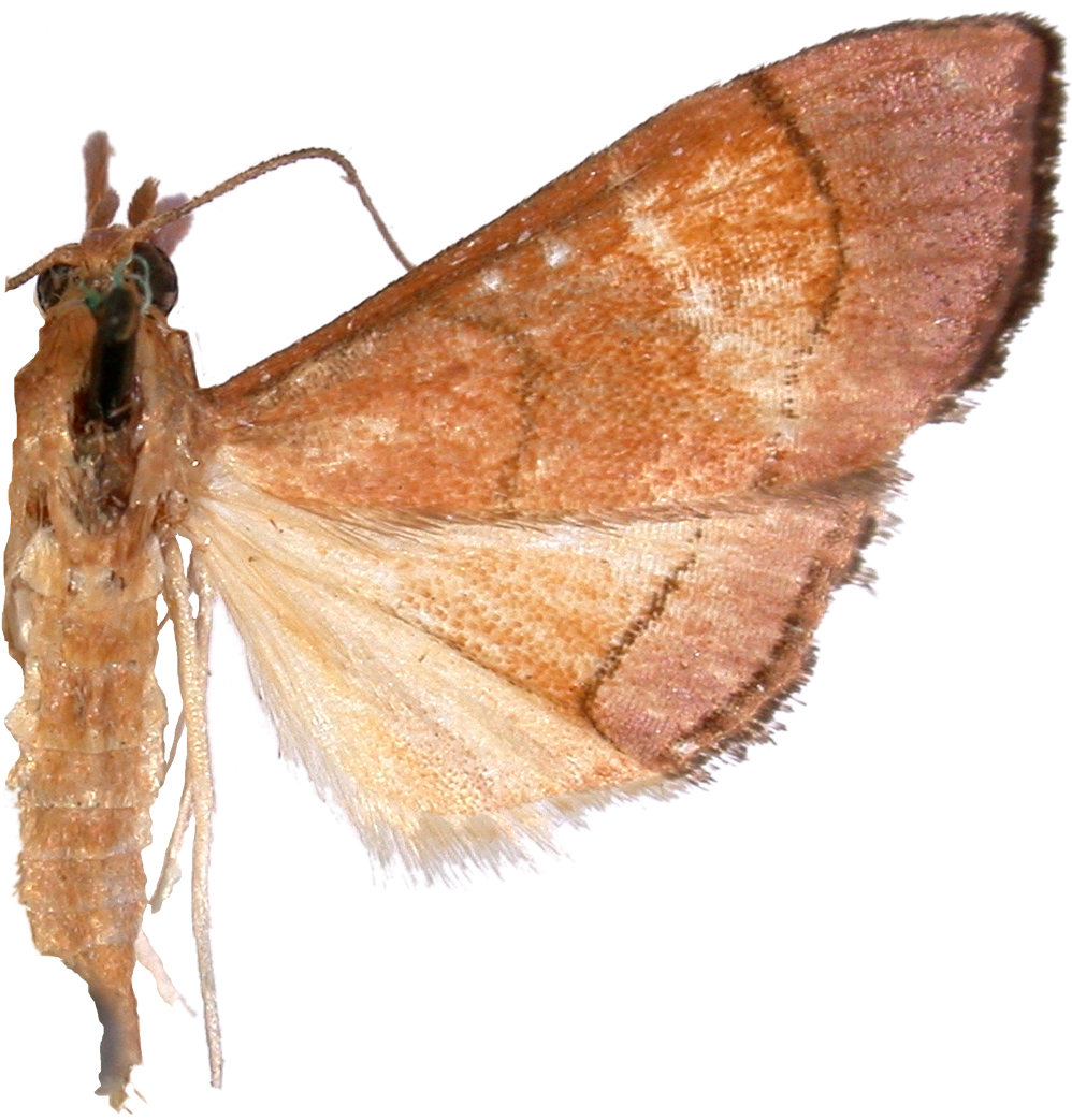 Hydrorybina polusalis Walker