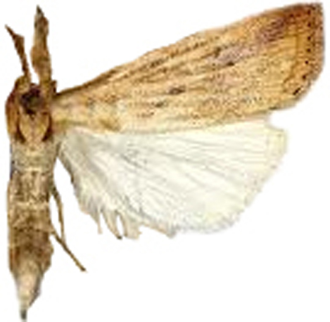 Chilo polychrysa Meyrick