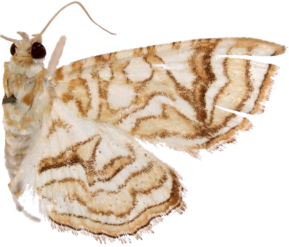 Ambia poritialis Walker