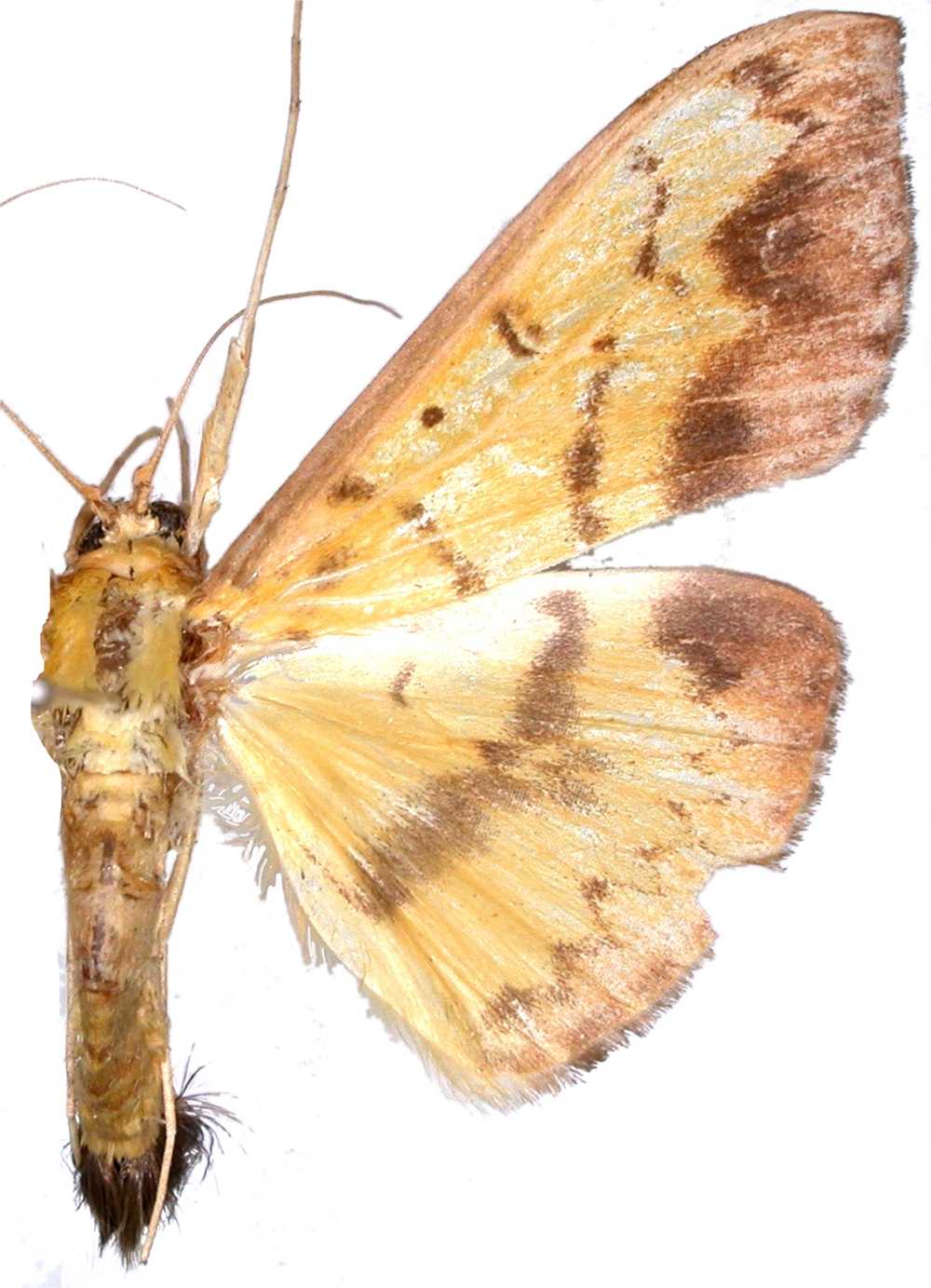 Botyodes principalis Leech