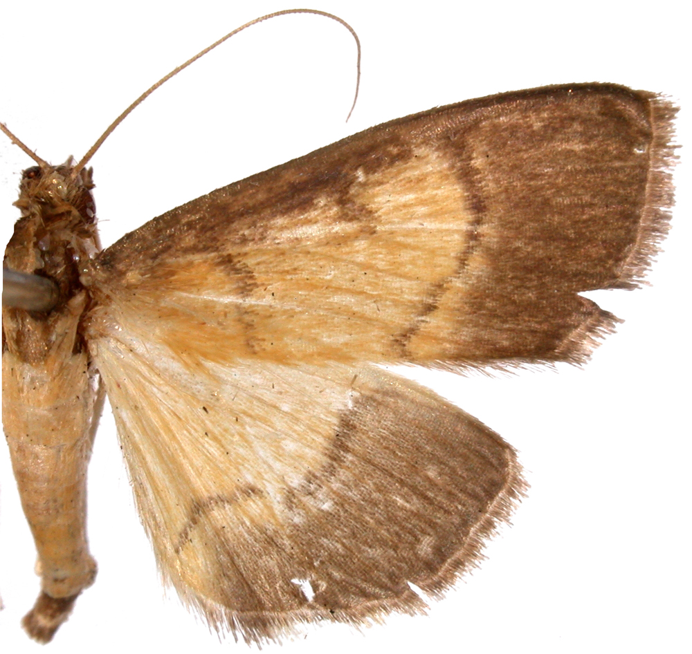 "Bacotoma" ptochura Meyrick