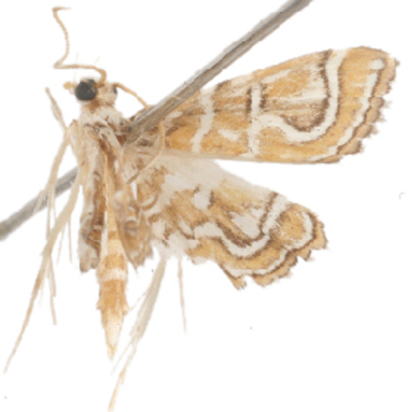 Ambia ptolycusalis Walker
