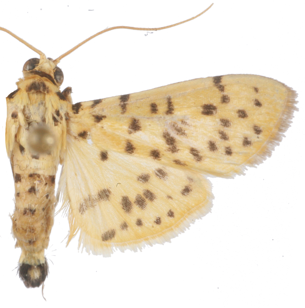Conogethes punctiferalis [partim.] Guenée
