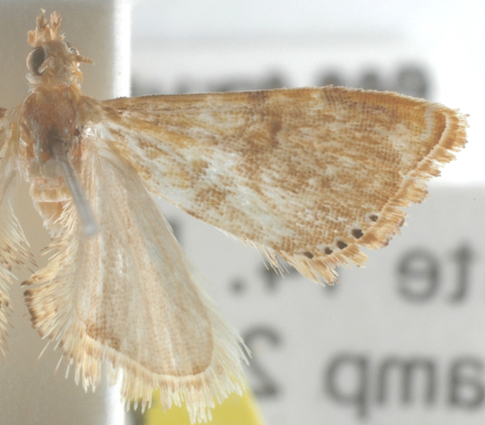 Transeromene pygmaea Hering
