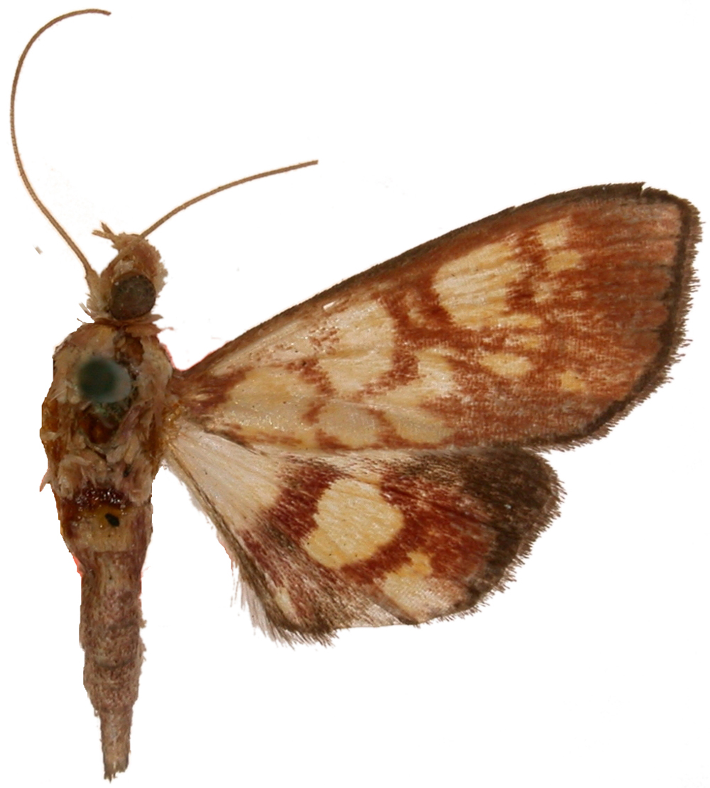 Chalcidoptera pyrrhocosma Meyrick