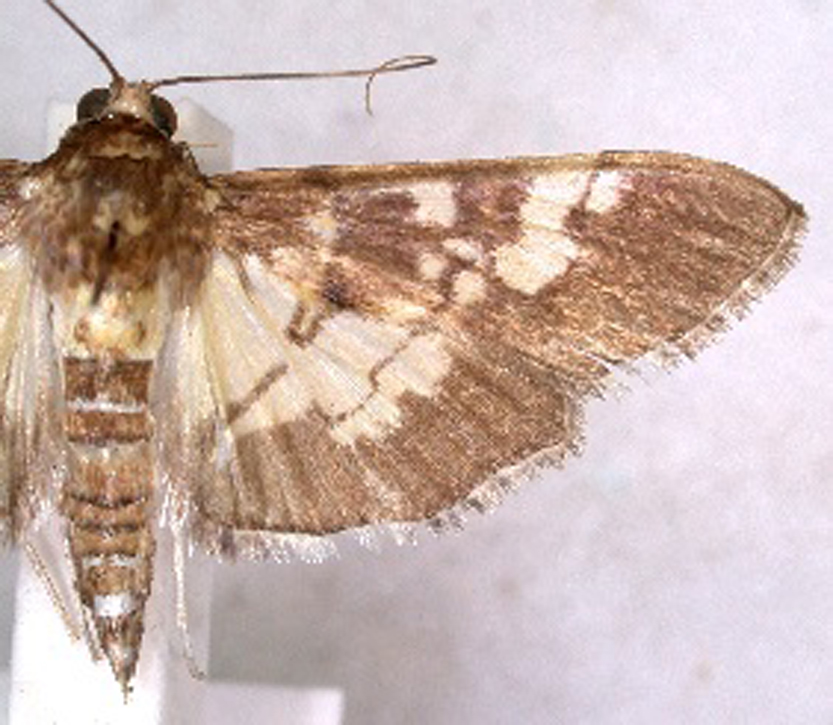 Uresiphita quinquigera Moore