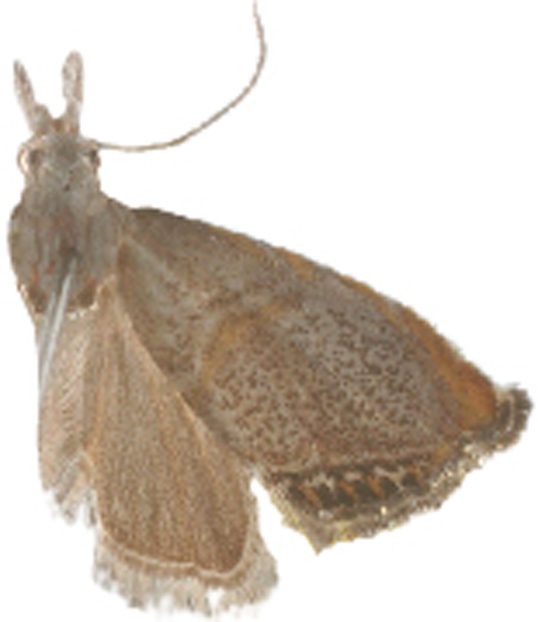 Peniculimius ravus Schouten