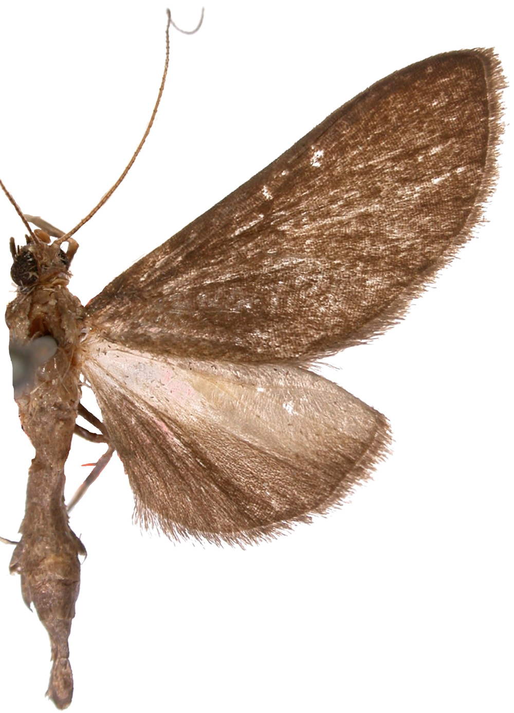 Bradina remipes Hampson