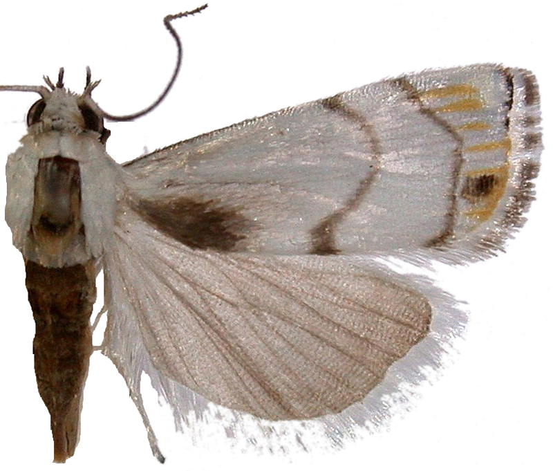 Gargela renatusalis Walker