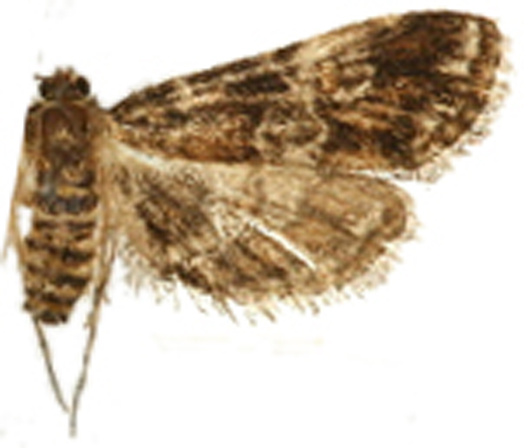 Elophila responsalis Walker