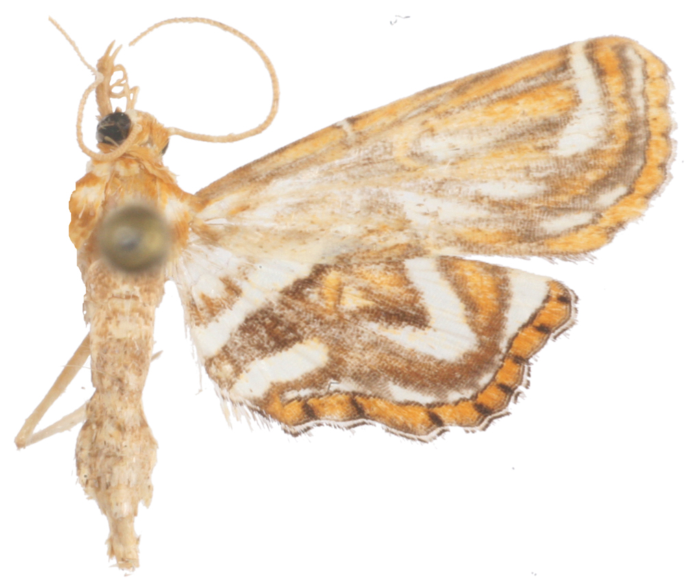 Ambia rhabdotalis Hampson