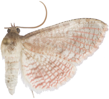 Rhodoneura erubrescens Warren