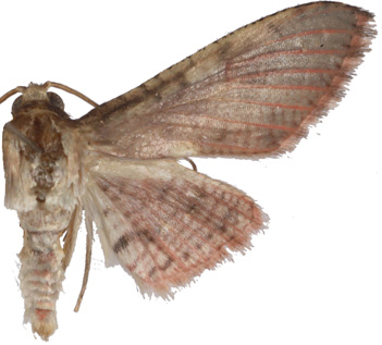 Rhodoneura sp. 6