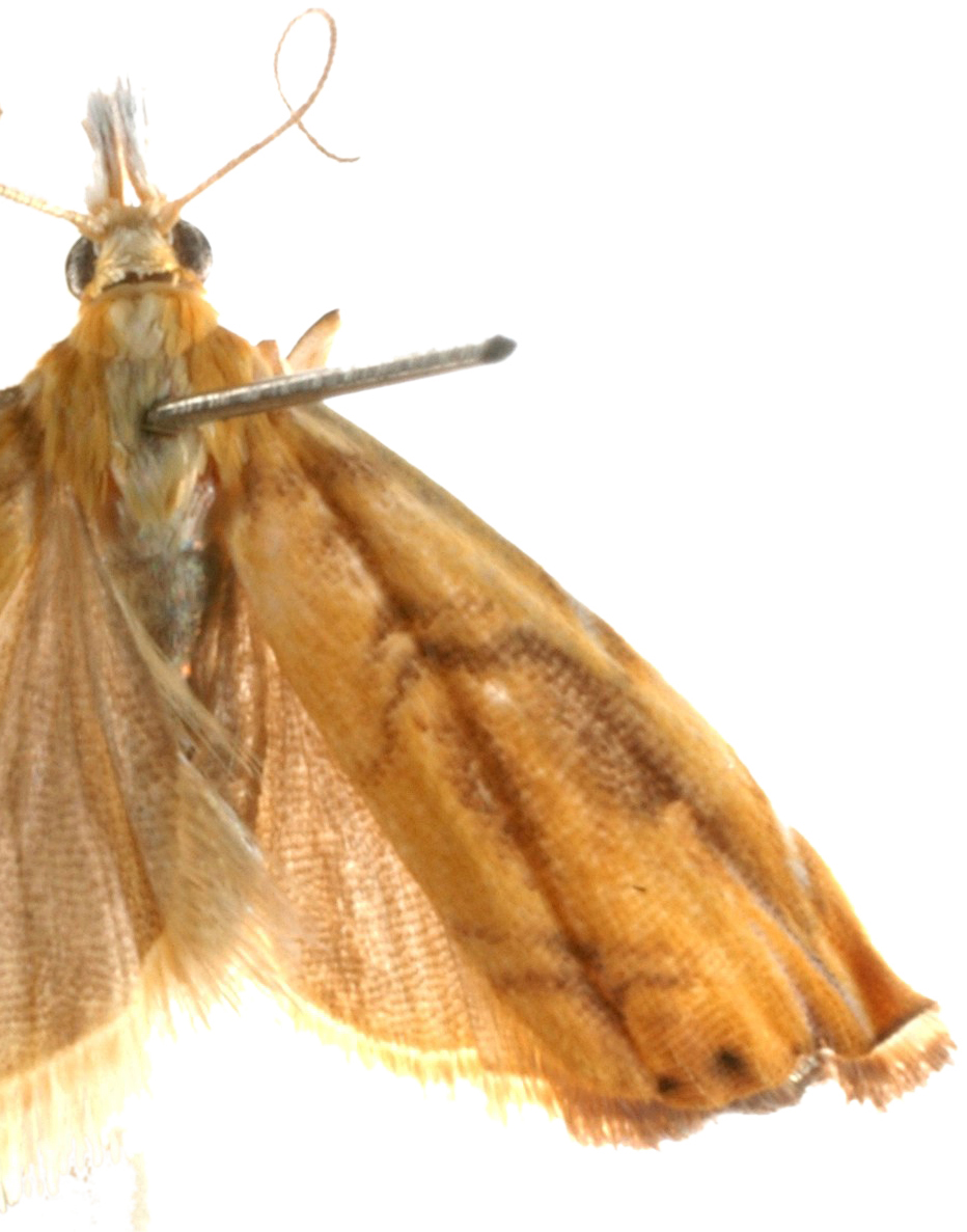 Roxita sp. 1