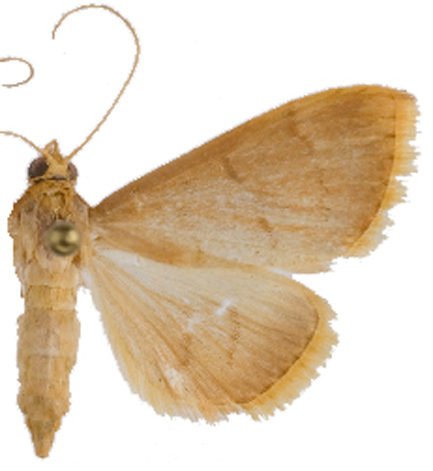Lepidoplaga rubellalis Snellen