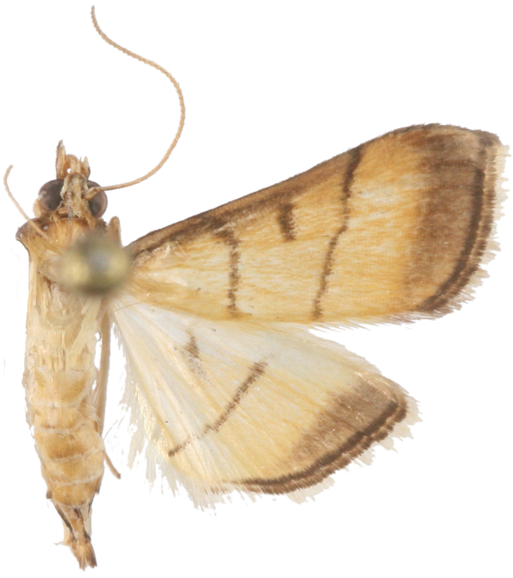 Cnaphalocrocis rutialis Walker
