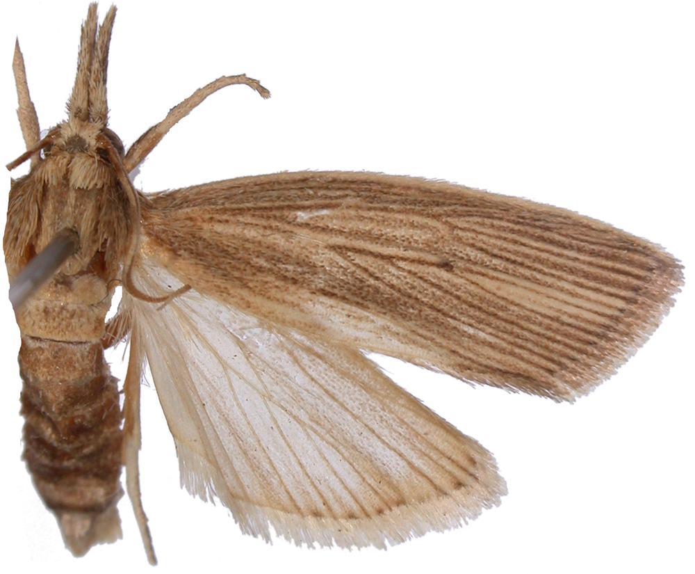Chilo sacchariphagus Bojer
