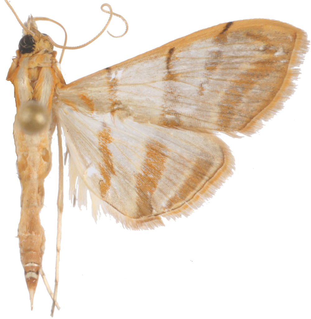 Pagyda salvalis Walker