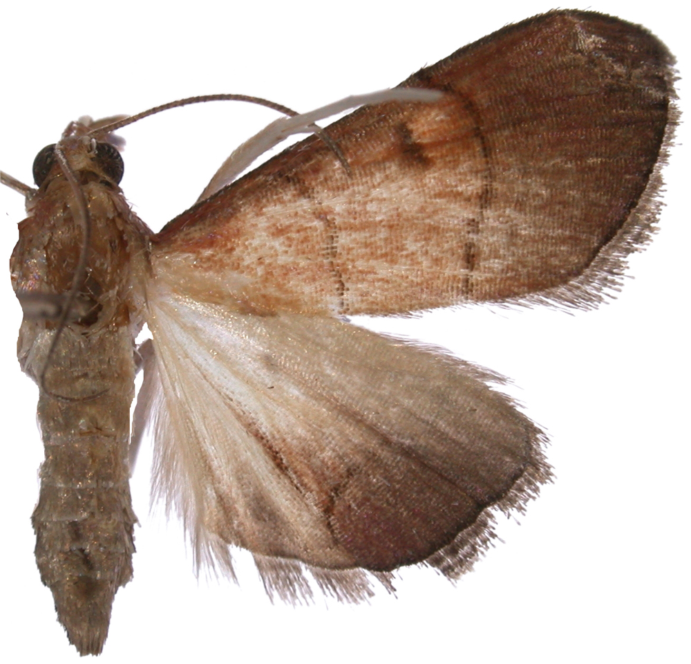 Hemiscopis sanguinea Bänziger