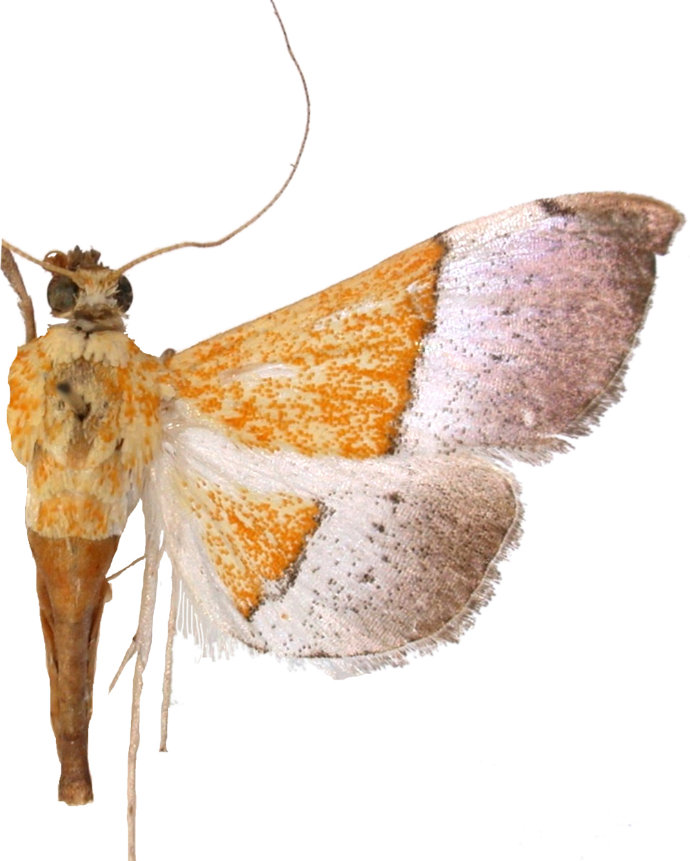 Agrotera scissalis Walker