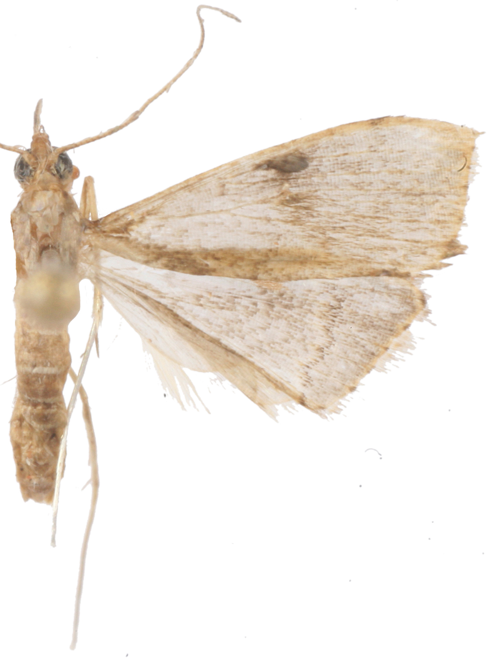 Clupeosoma sericialis Hampson