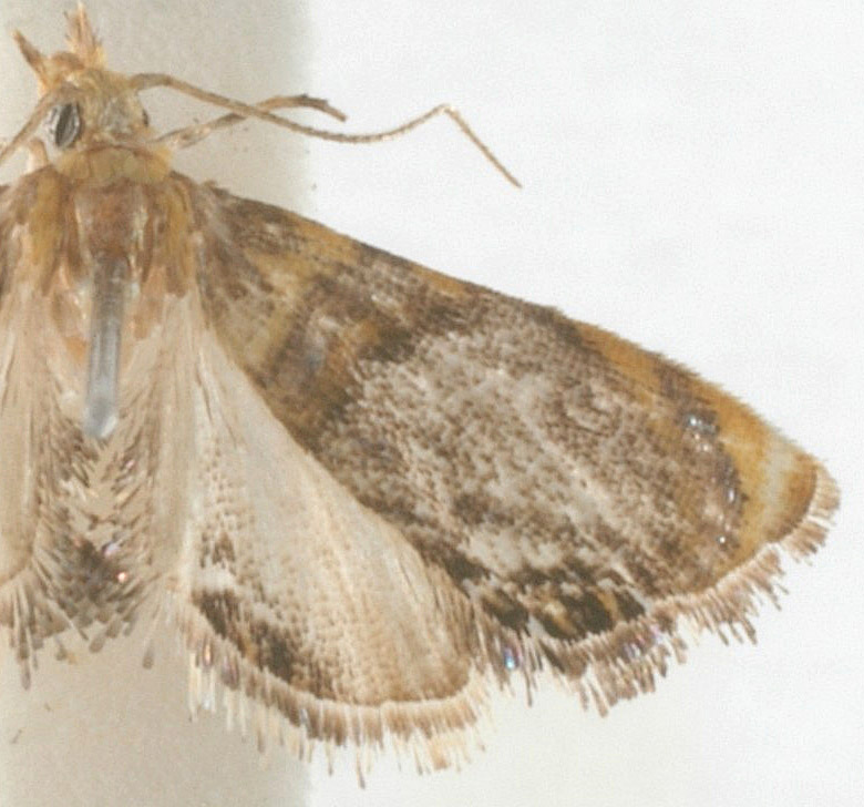 Transeromene shafferi ‘Schouten in prep 1992’.