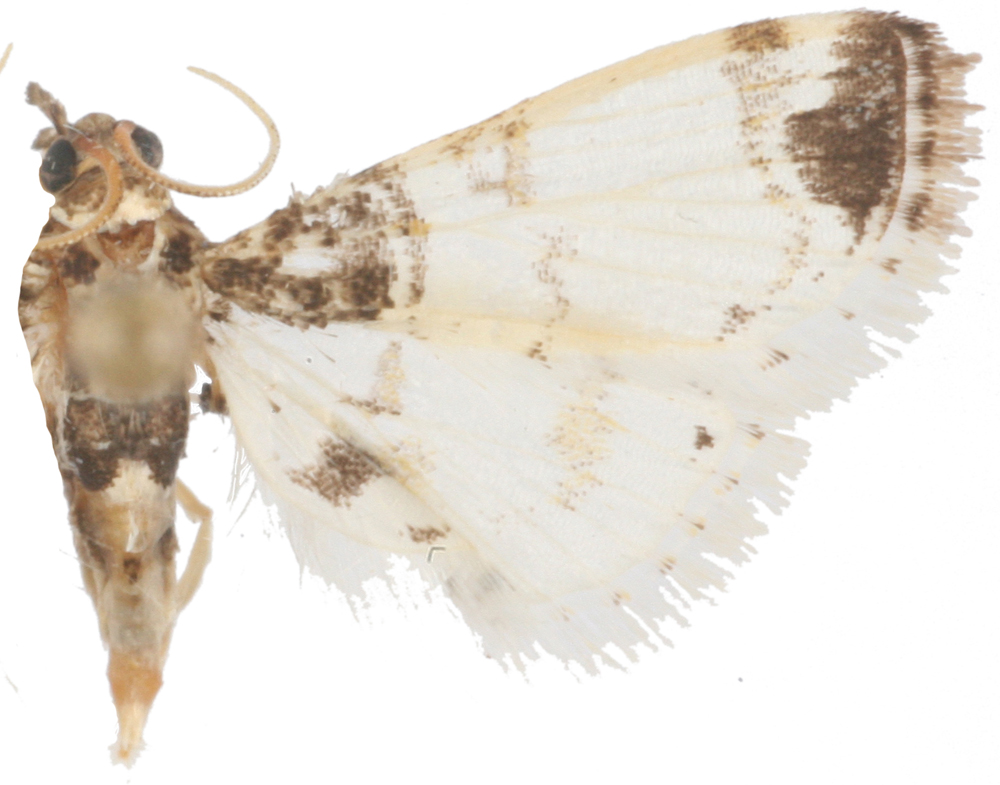 Analyta sigulalis Guenée