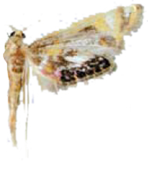 Nymphicula silauensis Mey