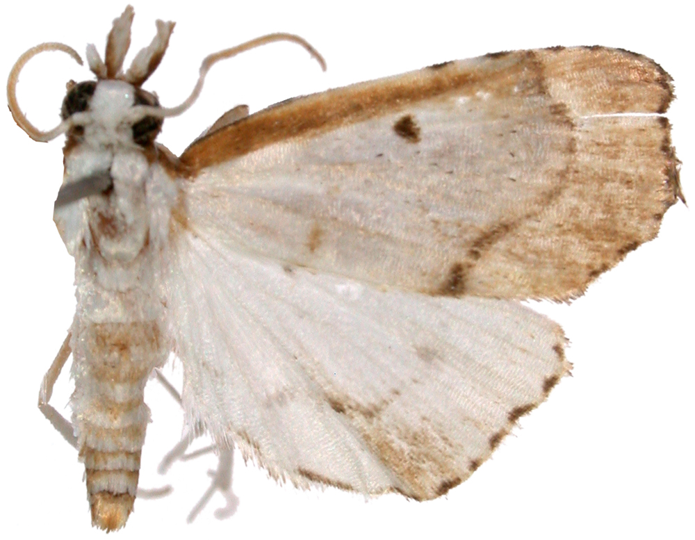 Acropentias sp. 2