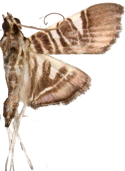 Chabula sphenocosma Meyrick