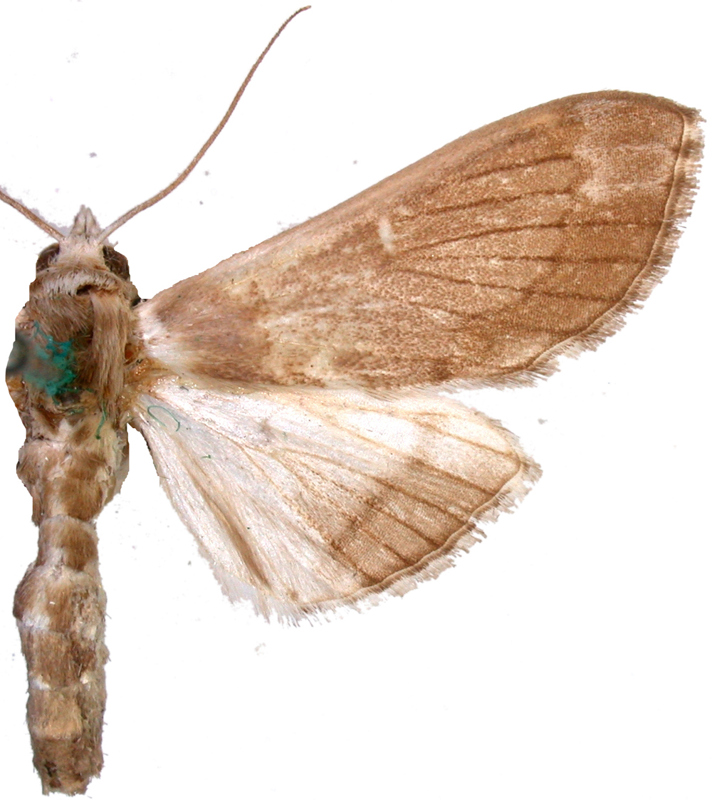 Cirrhochrista spissalis Guenée