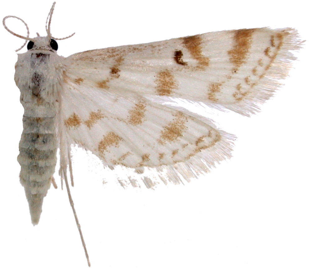 Parapoynx stagnalis Zeller