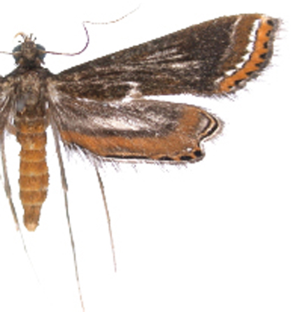 Strepsinoma sp. 1