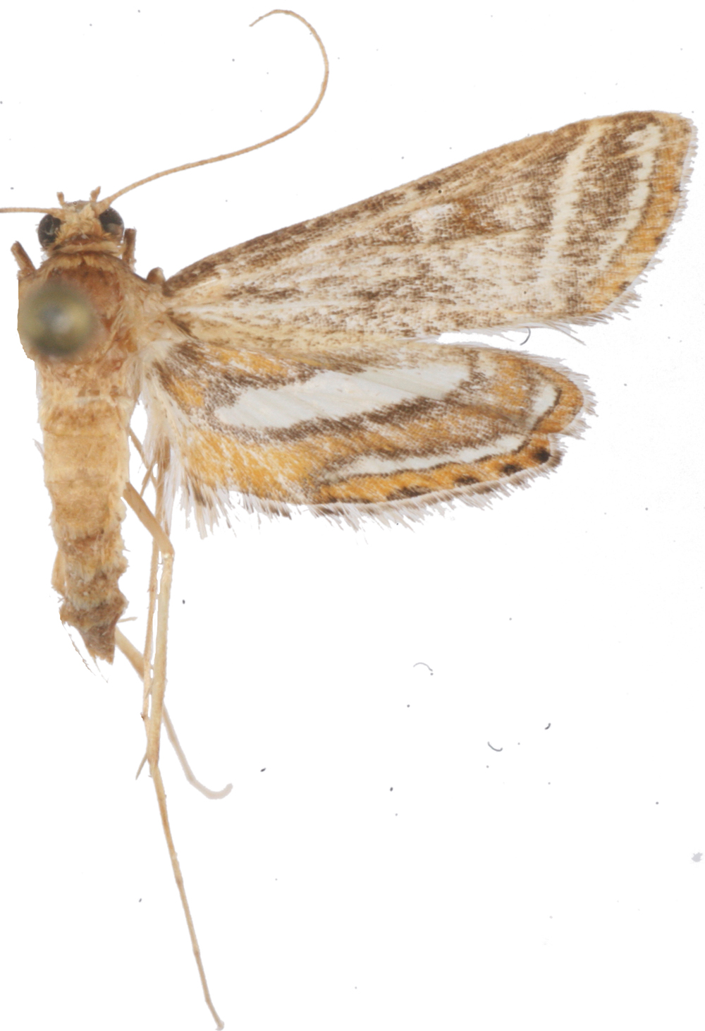 Strepsinoma sp. 2