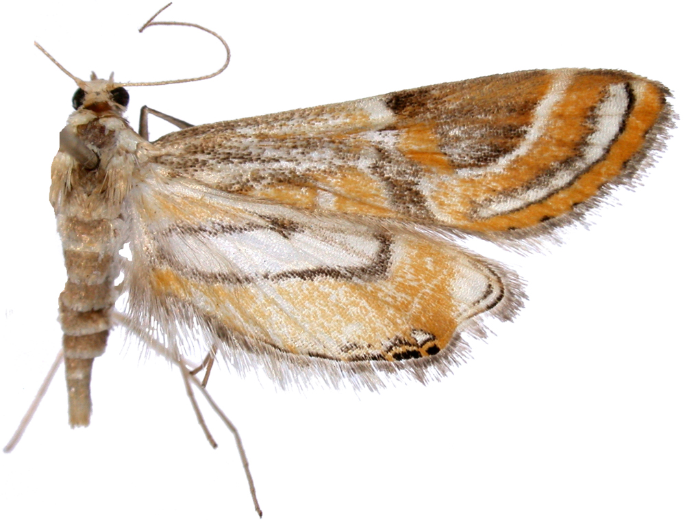 Strepsinoma sp. 3