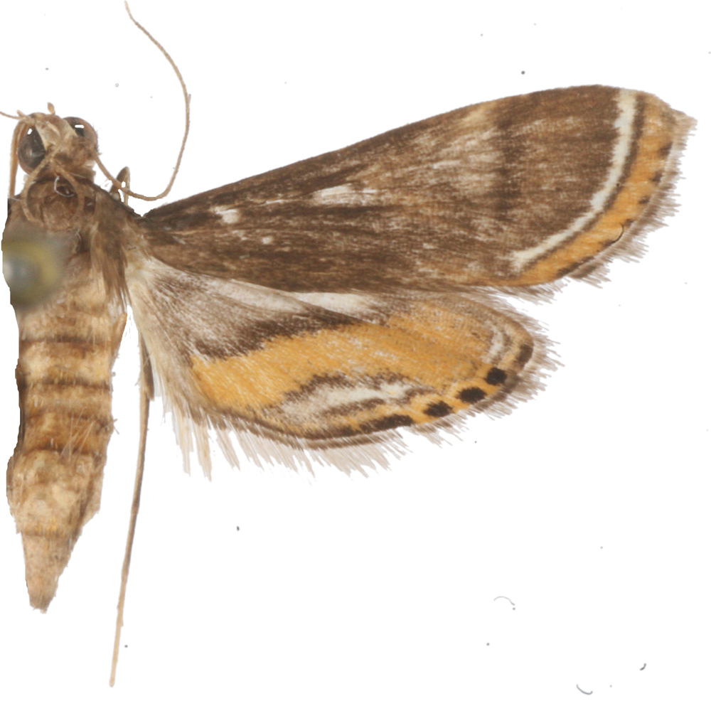 Strepsinoma sp. 5