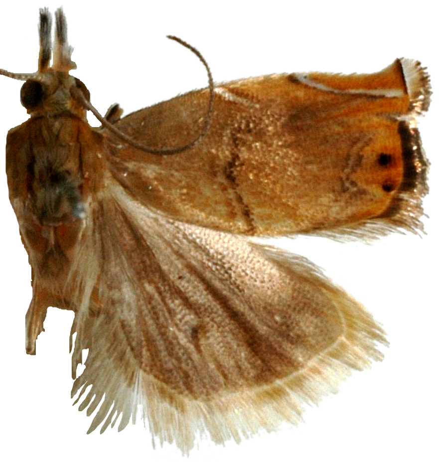 Roxita subapicella Shaffer MS name
