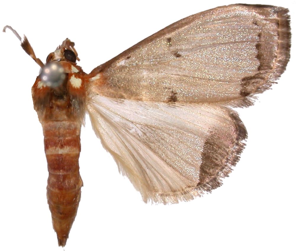 Deanolis sublimbalis <i>Snellen</i>
