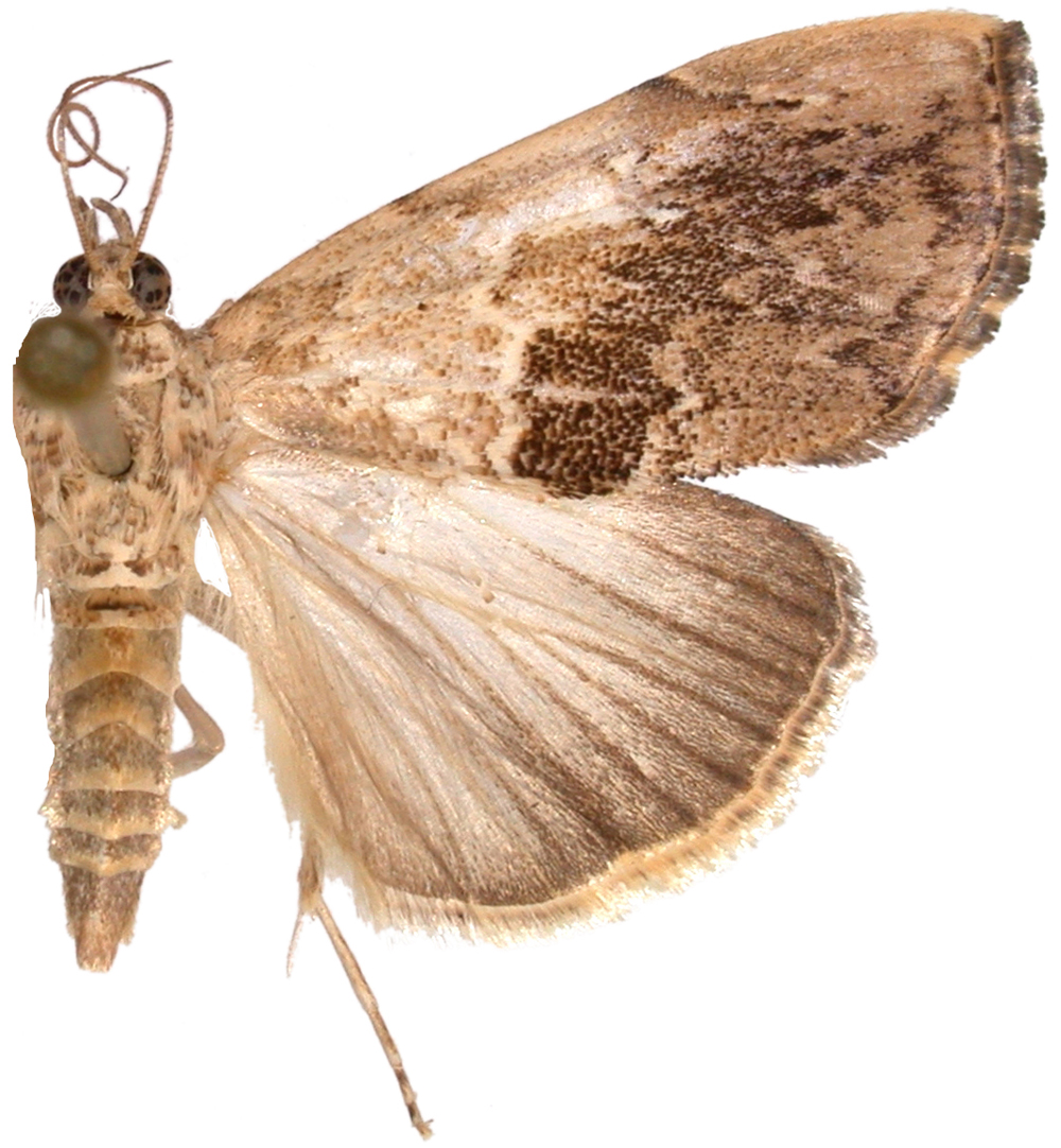 BMNH; Same specimen as RTS; W. Malaysia, GTE.