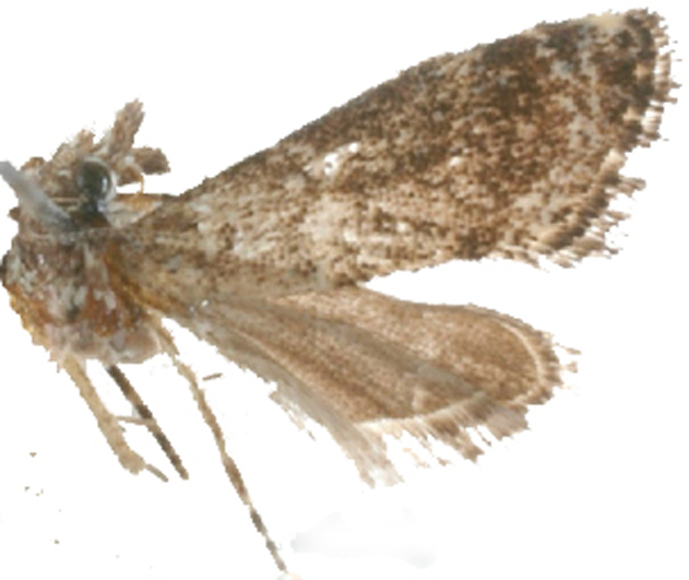 Microchilo syndyas Meyrick