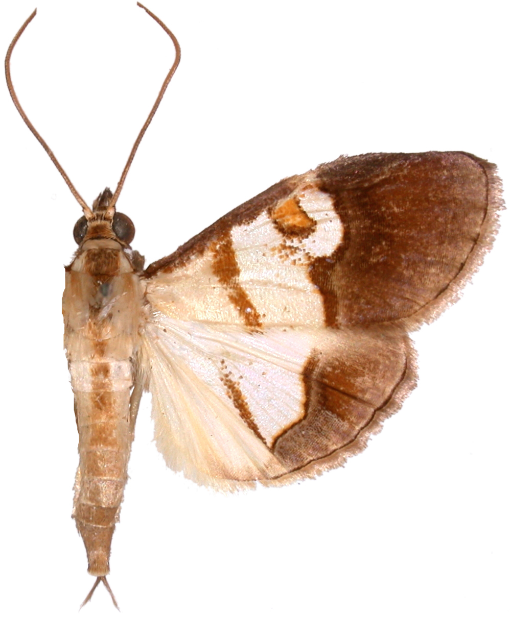 Dausara talliusalis Walker
