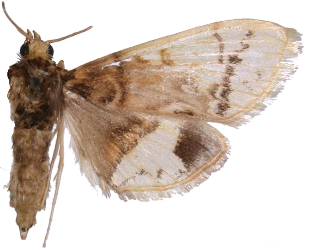 Noctuelia tapsusalis Walker