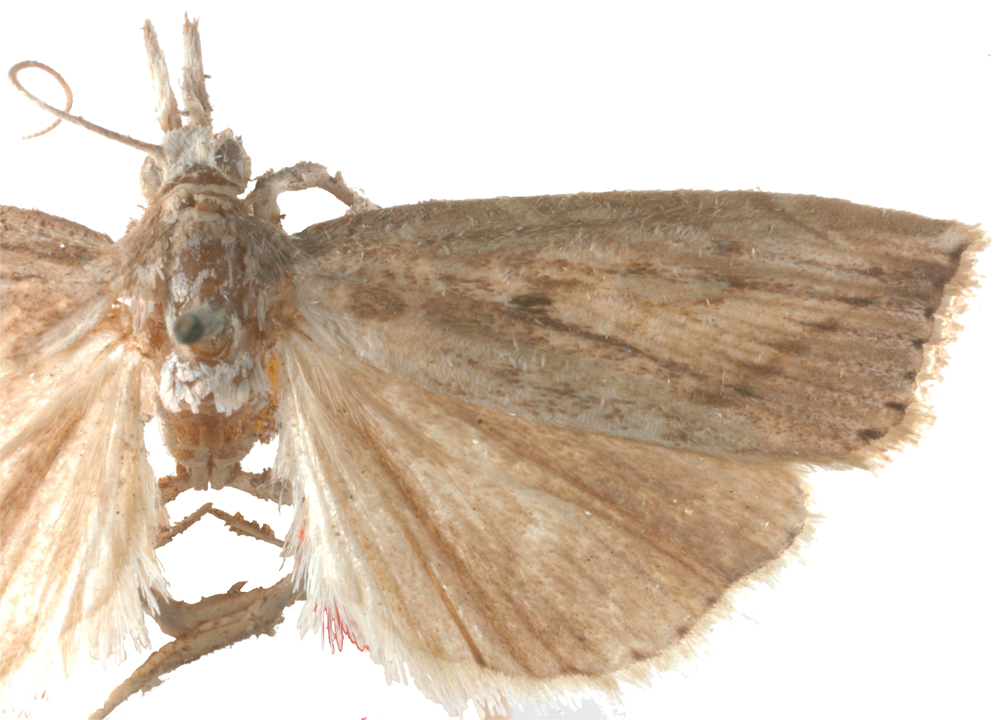 Calamotropha tonsalis Walker